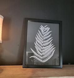 Fern picture